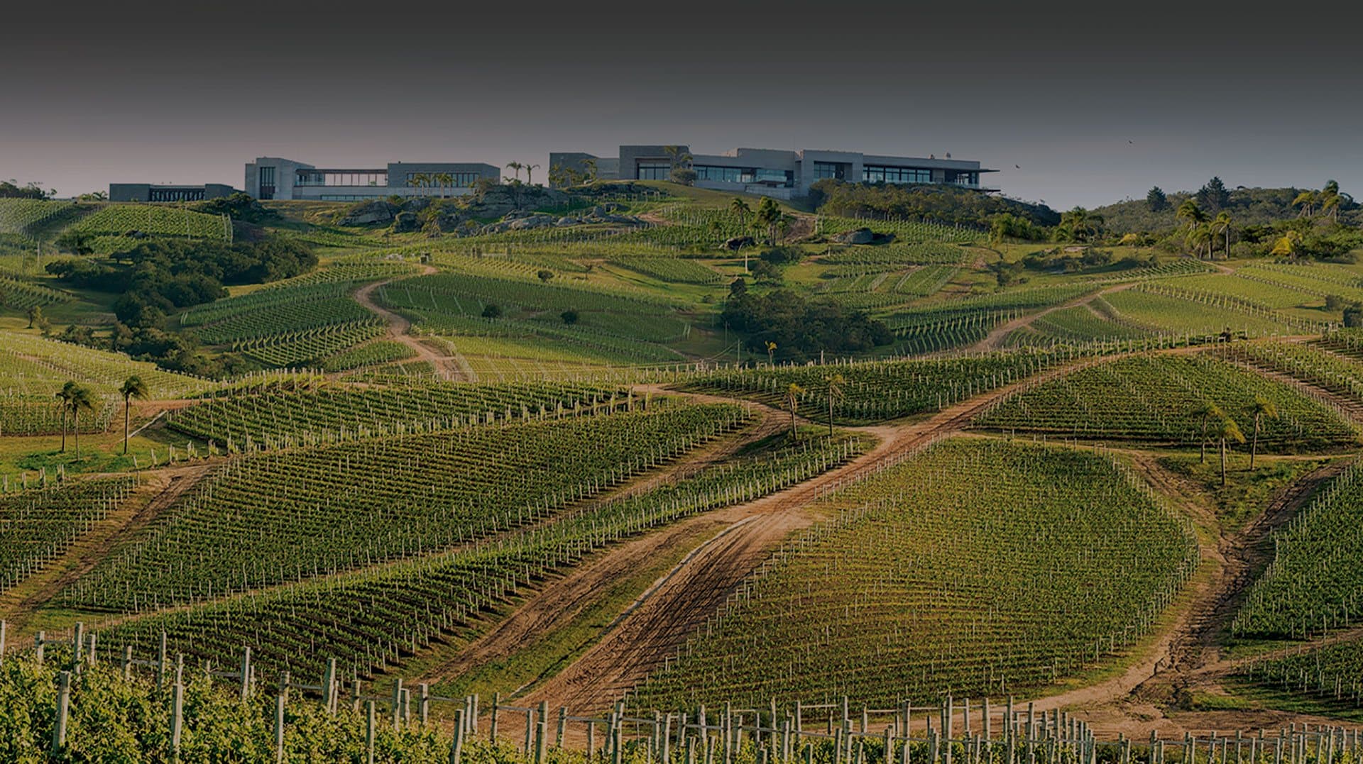 Experiência em Vinícolas (Uruguai)